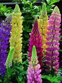 Lupine gallery mix perennial sized