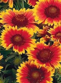 gaillardia meza bright bicolor