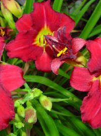 hemerocallis daylily