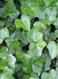 perennial english ivy