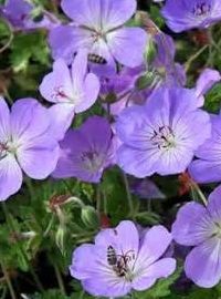perinnial geranium