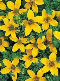  Bidens